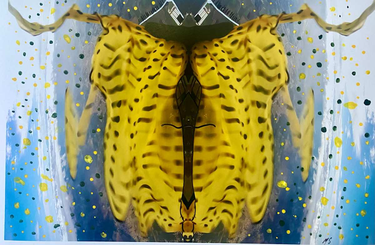 The beetle by Malika Sqalli 