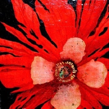 1st Frilly Red Poppy by Roberta Ahrens 