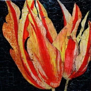 Fire Tulip by Roberta Ahrens 