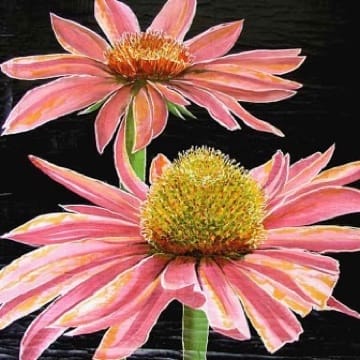 Double Echinecea by Roberta Ahrens 
