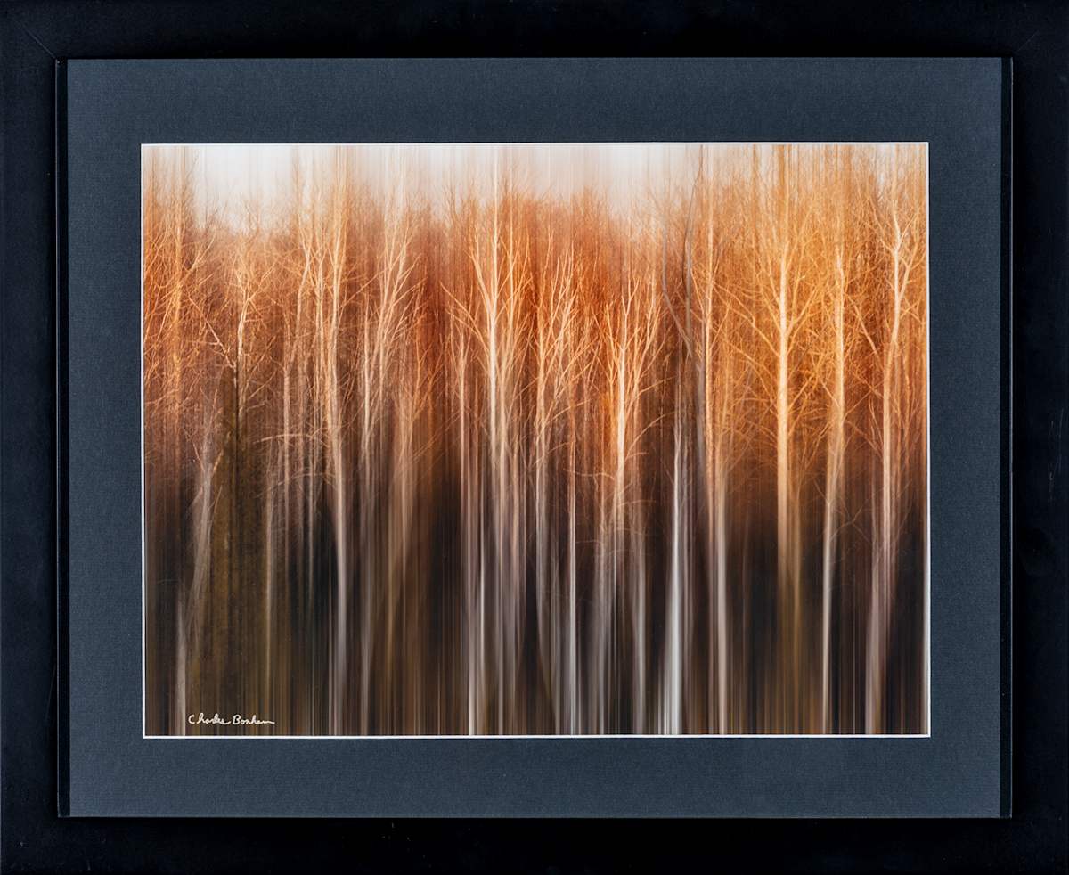 Winter Trees 