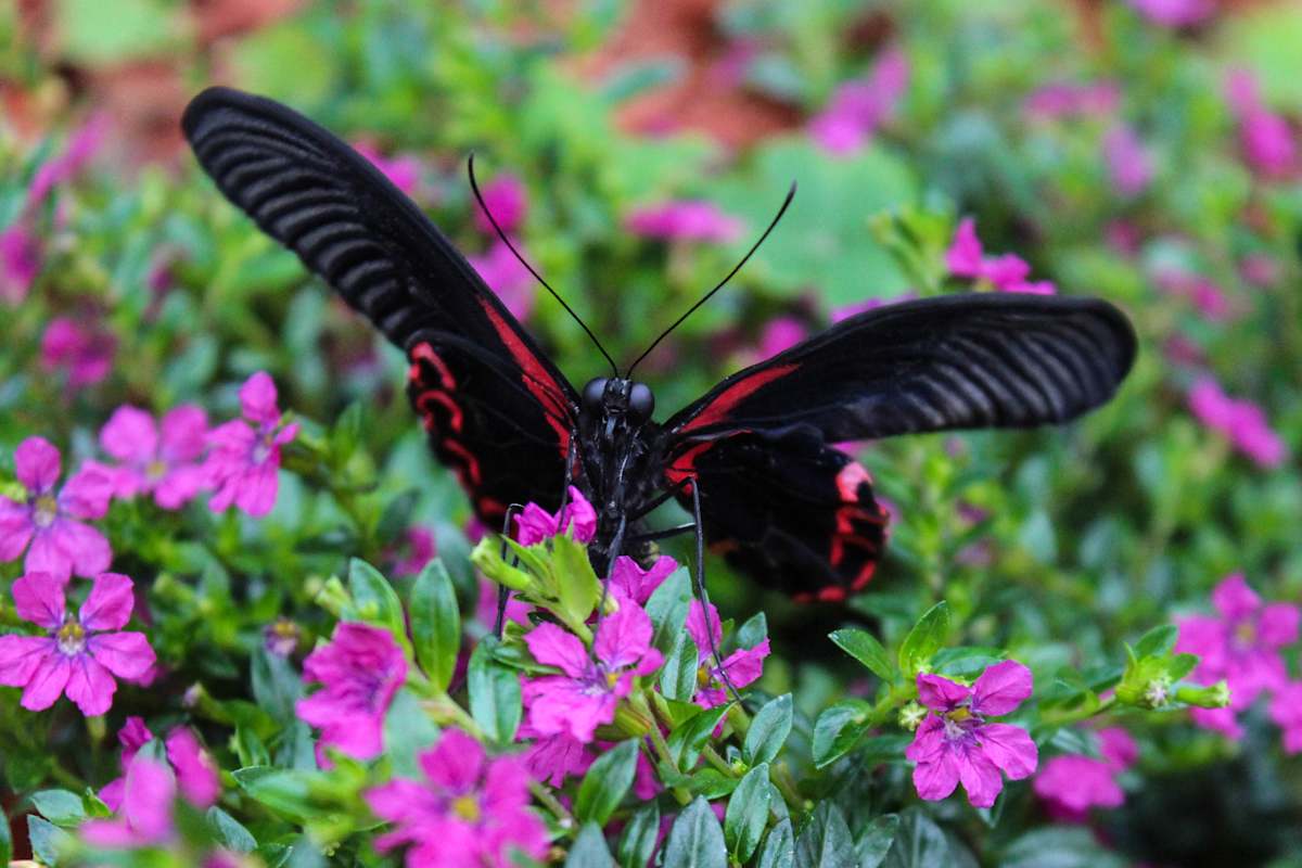 Butterfly by Derek Jinks 