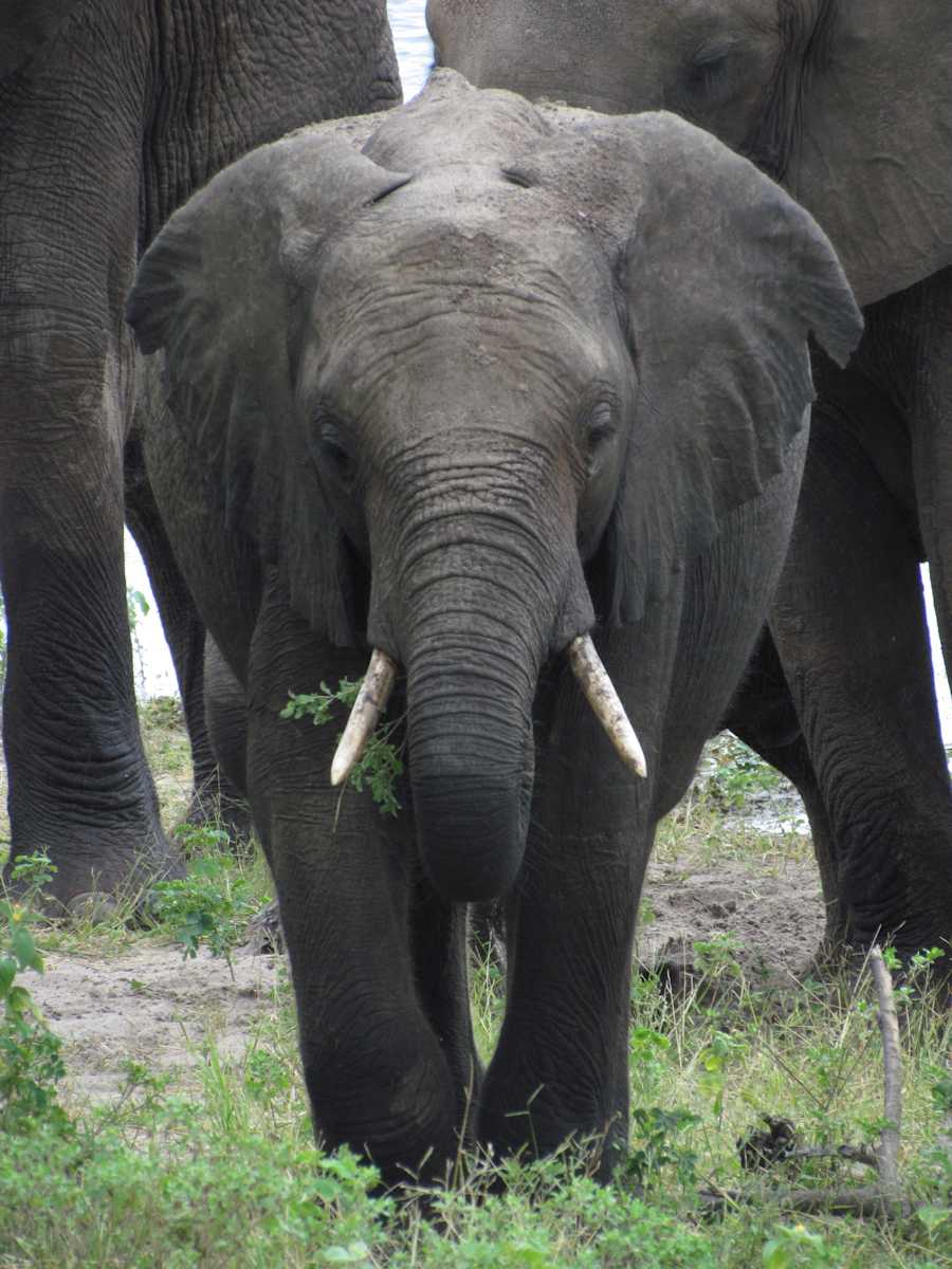 Elephant Calf by Derek Jinks 