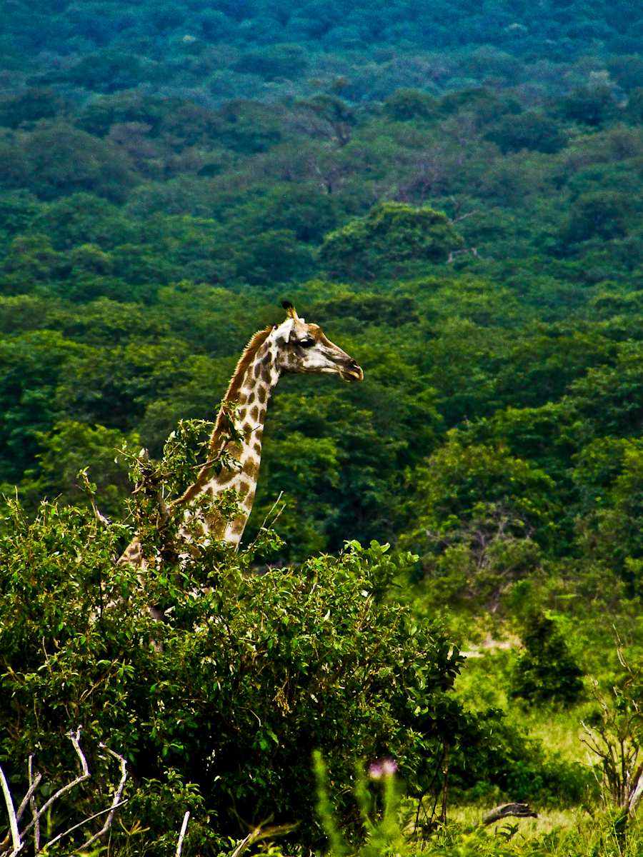 Rise Above by Derek Jinks 