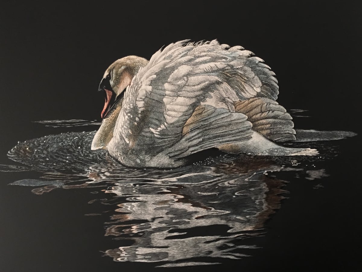 Swan 