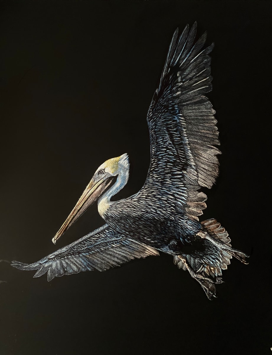 Pelican by Victor Simmons 