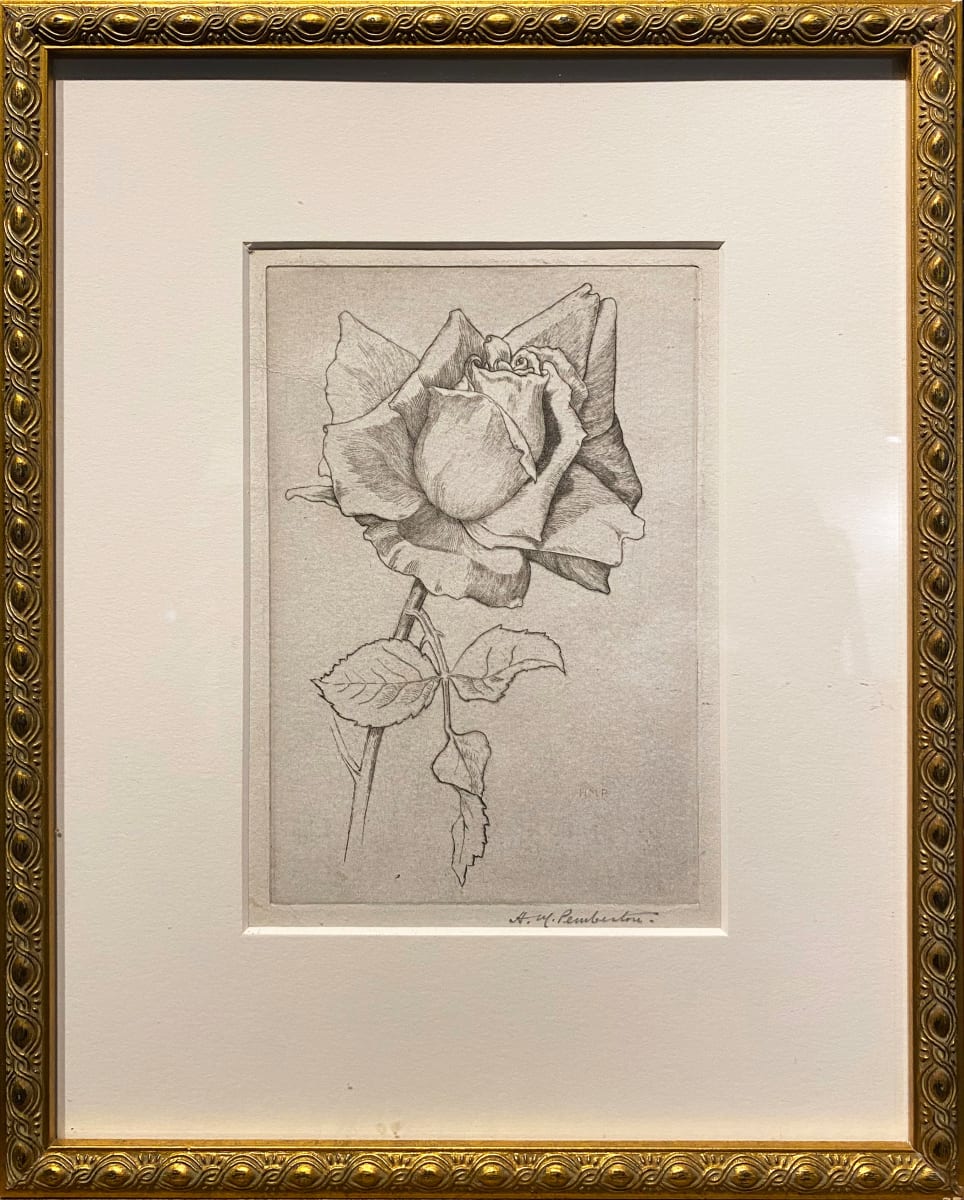 Rose by H.M. Pemberton (1871-1957) 