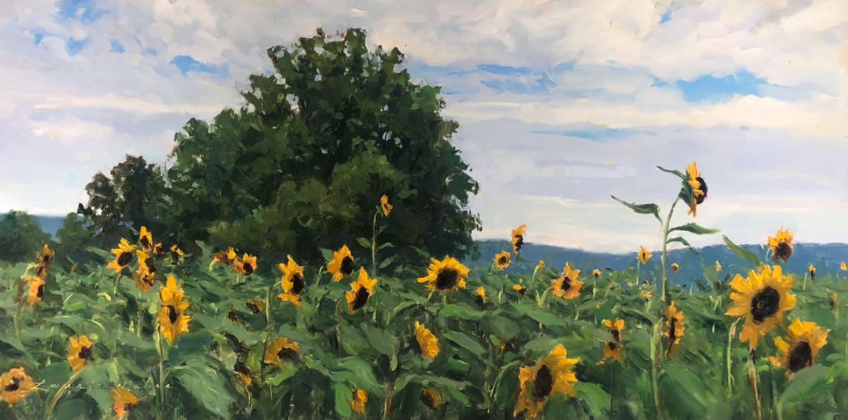 Califon Sunflower Fields by Laurie Maher 