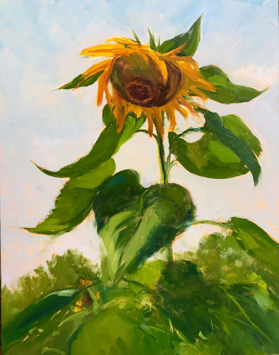 Sunflower in Warren by Laurie Maher 