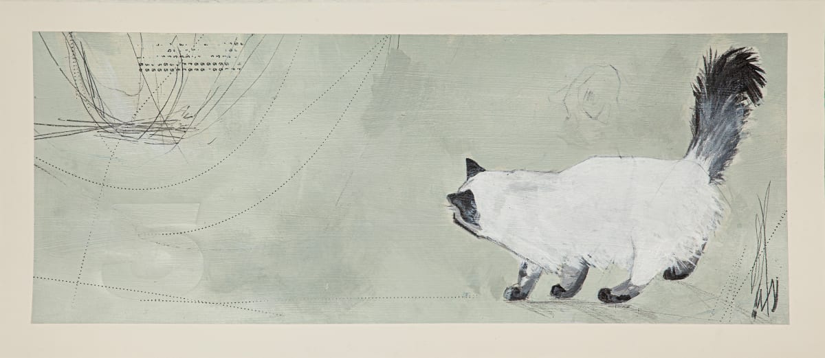 cat 5 