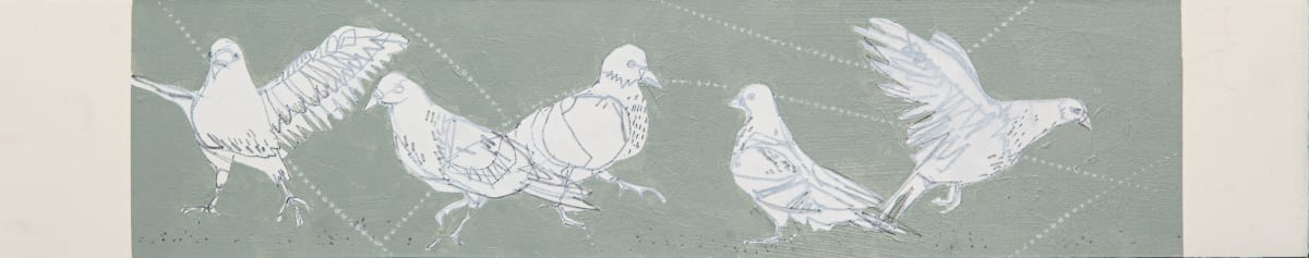 pigeons 
