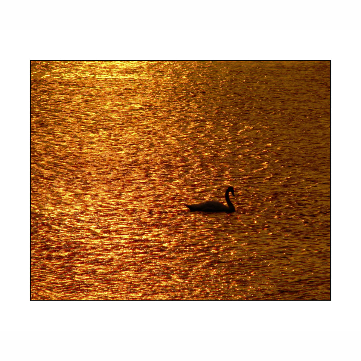 Sunset Swan by Don Leverich 