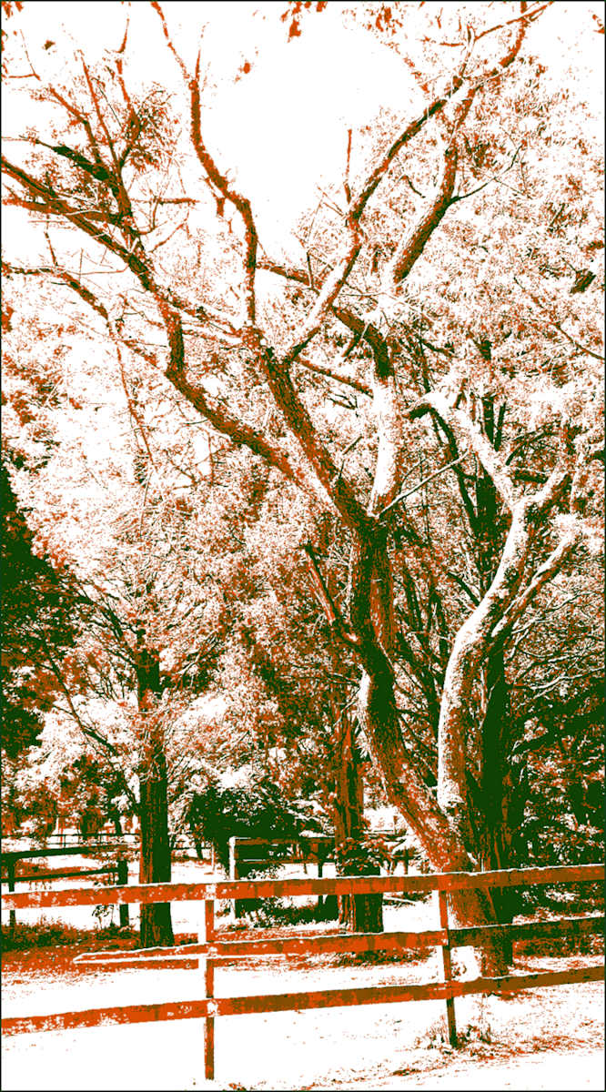 Tree v3 by Don Leverich  Image: Solarized silkscreen style photo imagery.