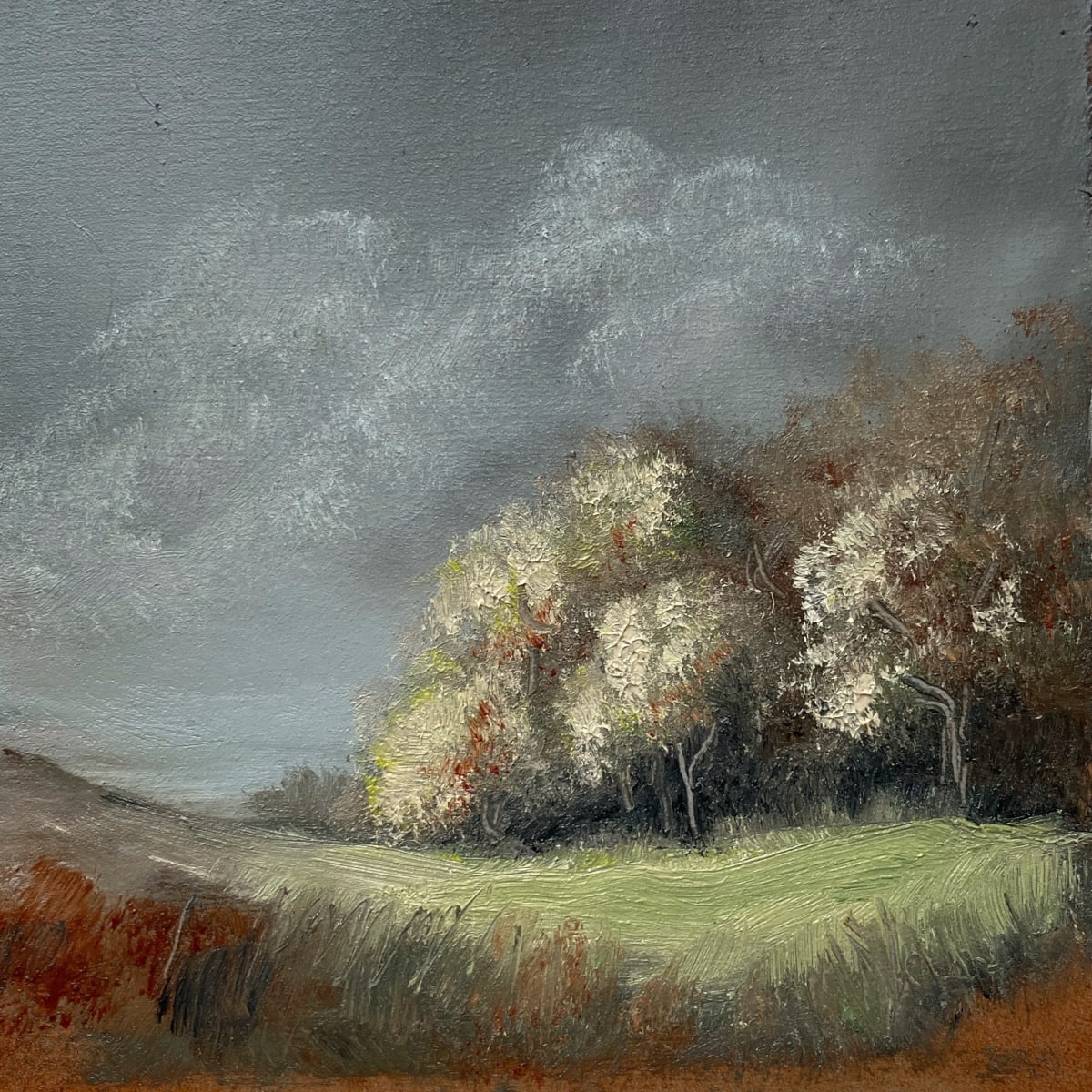 Sun rising on the woodland 