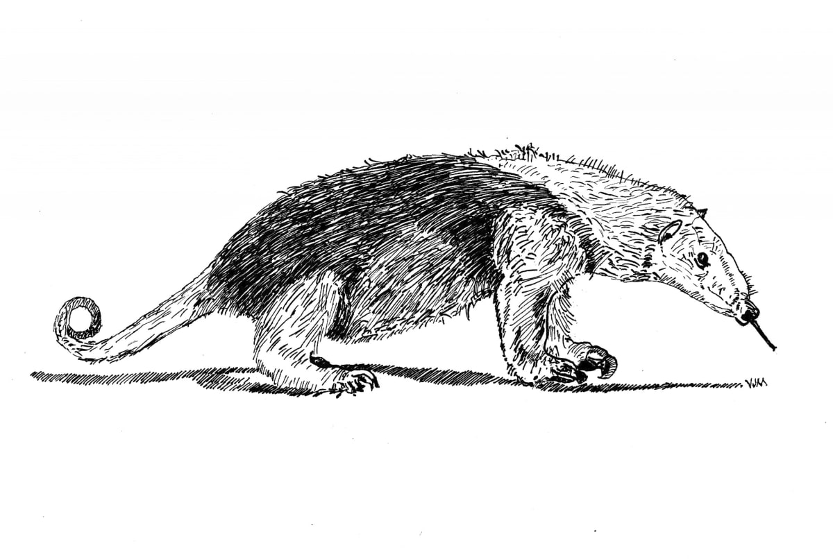 Anteater, Image 1.