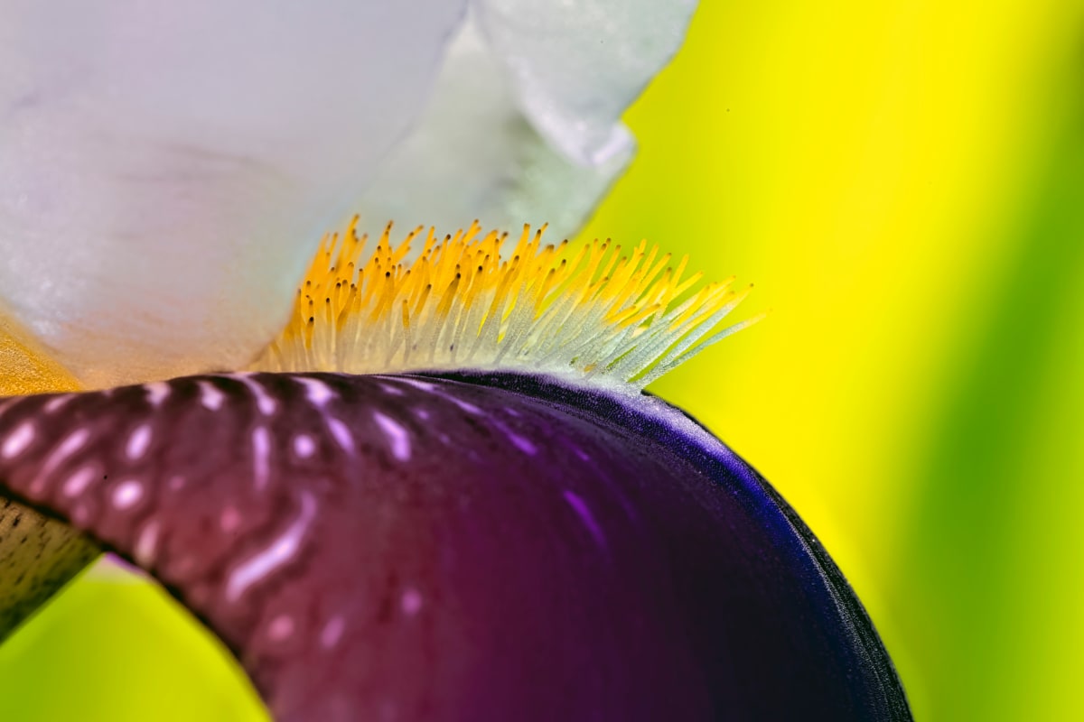 Bearded Iris. 2020 by Marc Kittner 