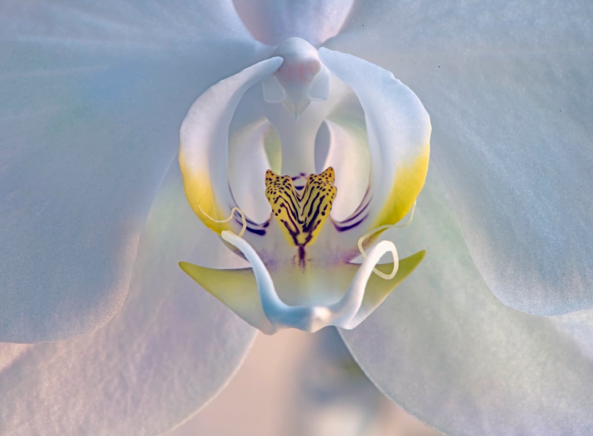 Moth Orchid 850_0406. 2020 by Marc Kittner 