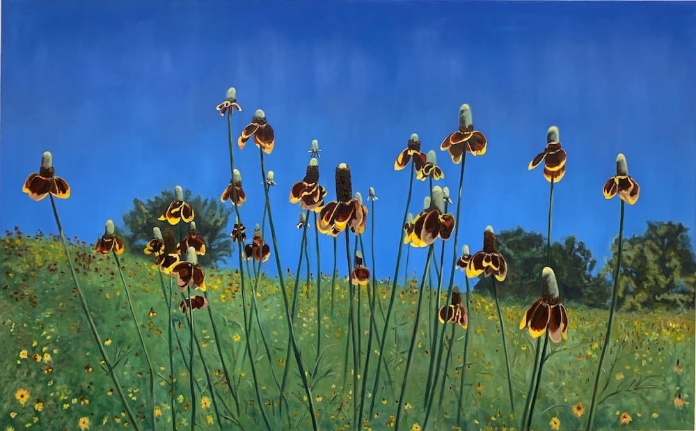 Prairie Coneflowers 