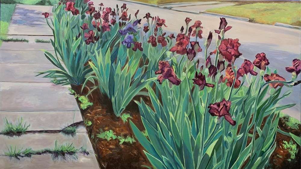 Bearded Red Iris on Comal Street, Image 1.