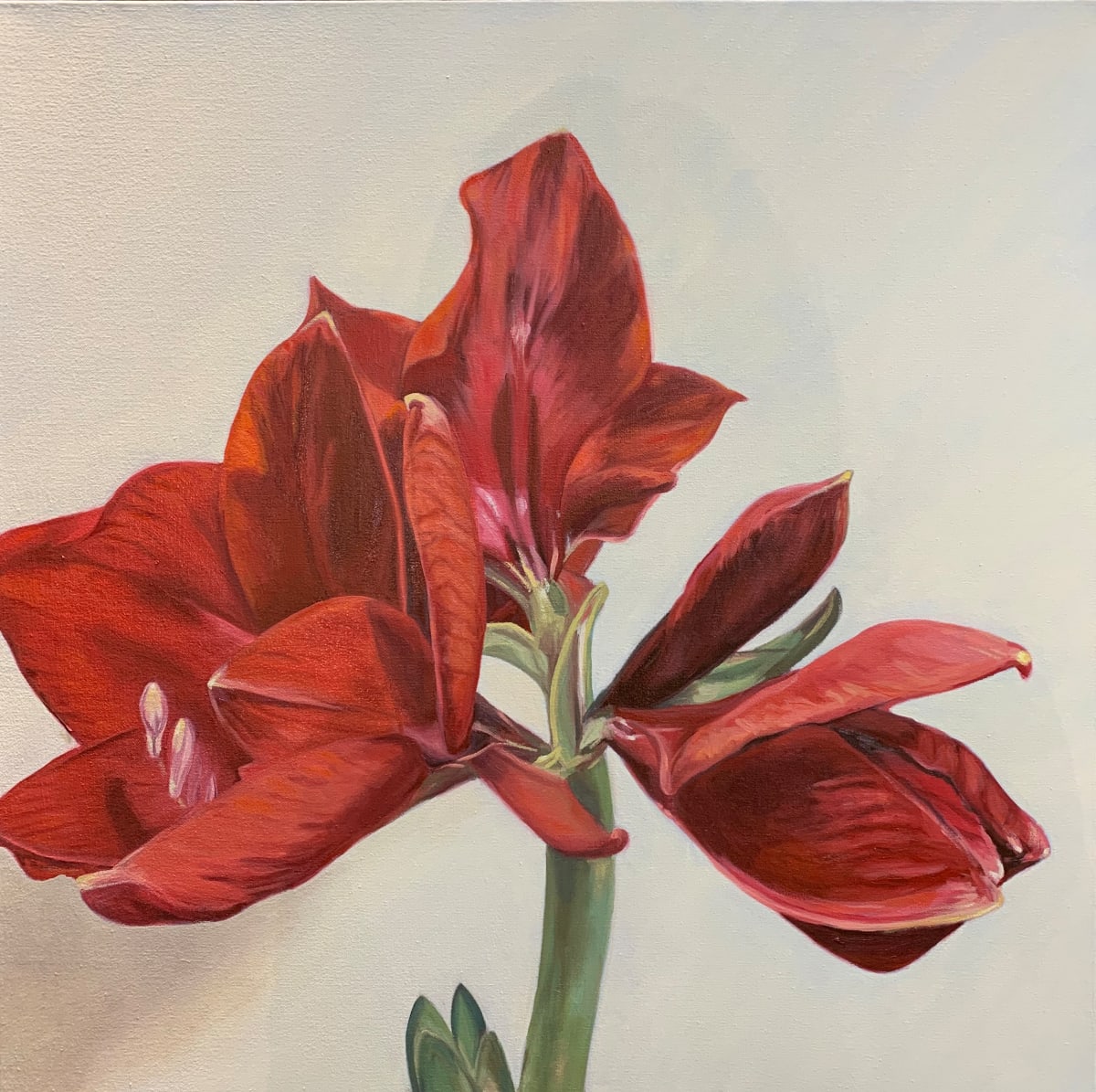 Red Amaryllis 