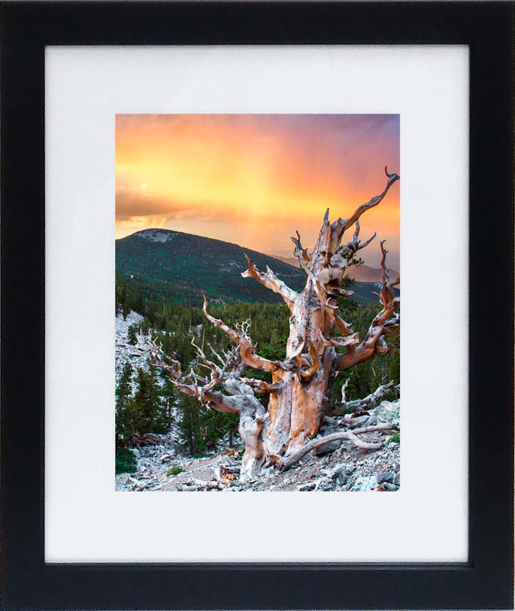 Bristlecone Pine View by Lindsay Meares, Image 3.