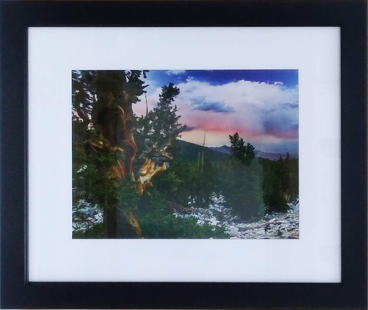 Bristlecone Pine Sunset by Lindsay Meares, Image 3.