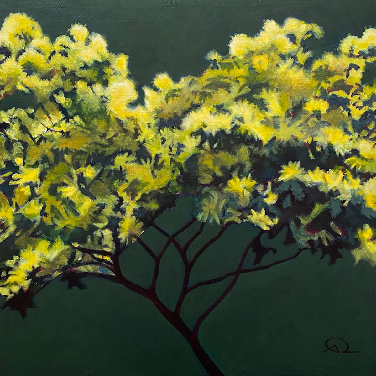 Herbie's mimosa by Antoine Renault 