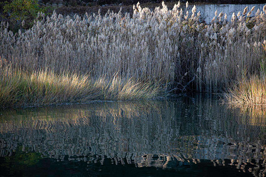 Reeds by Catherine Hartigan Photography 