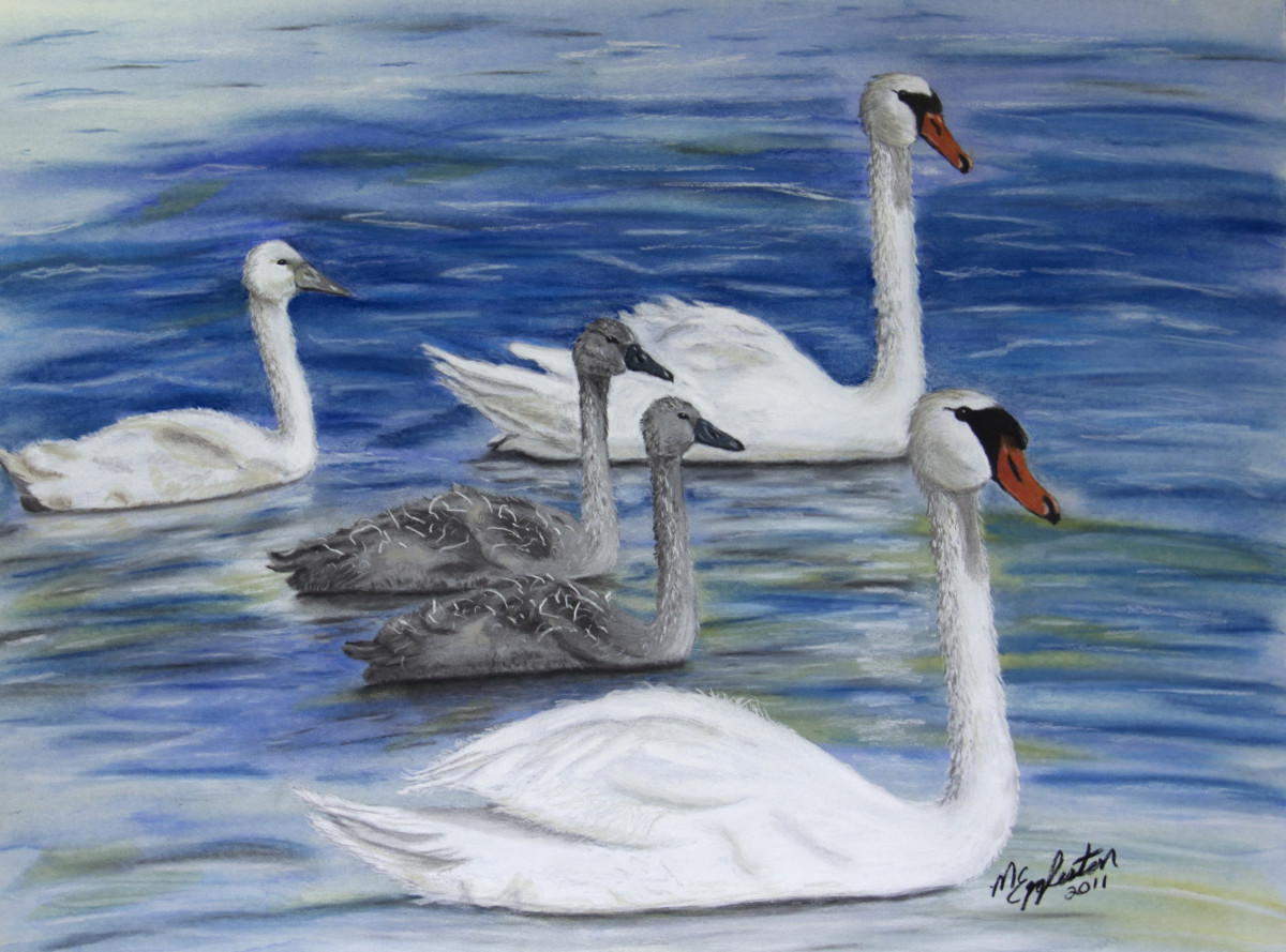 Swan Family by Melissa Eggleston 