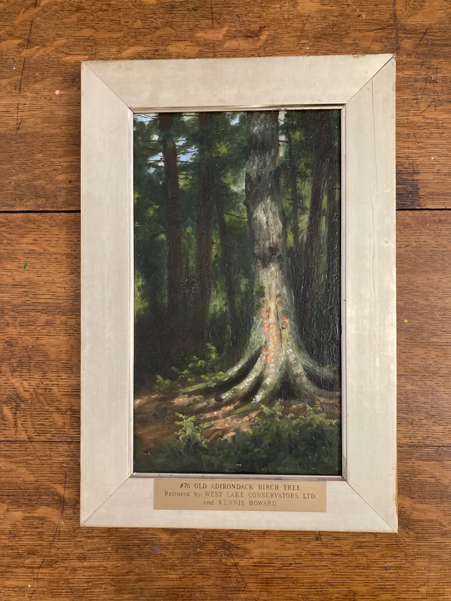 Old Adirondack Birch Tree by John D. Barrow 