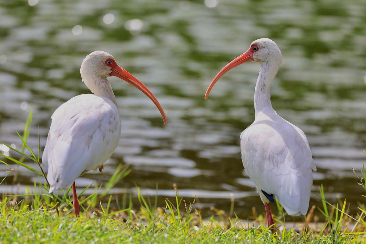 The Happy Couple by Freddi Weiner 