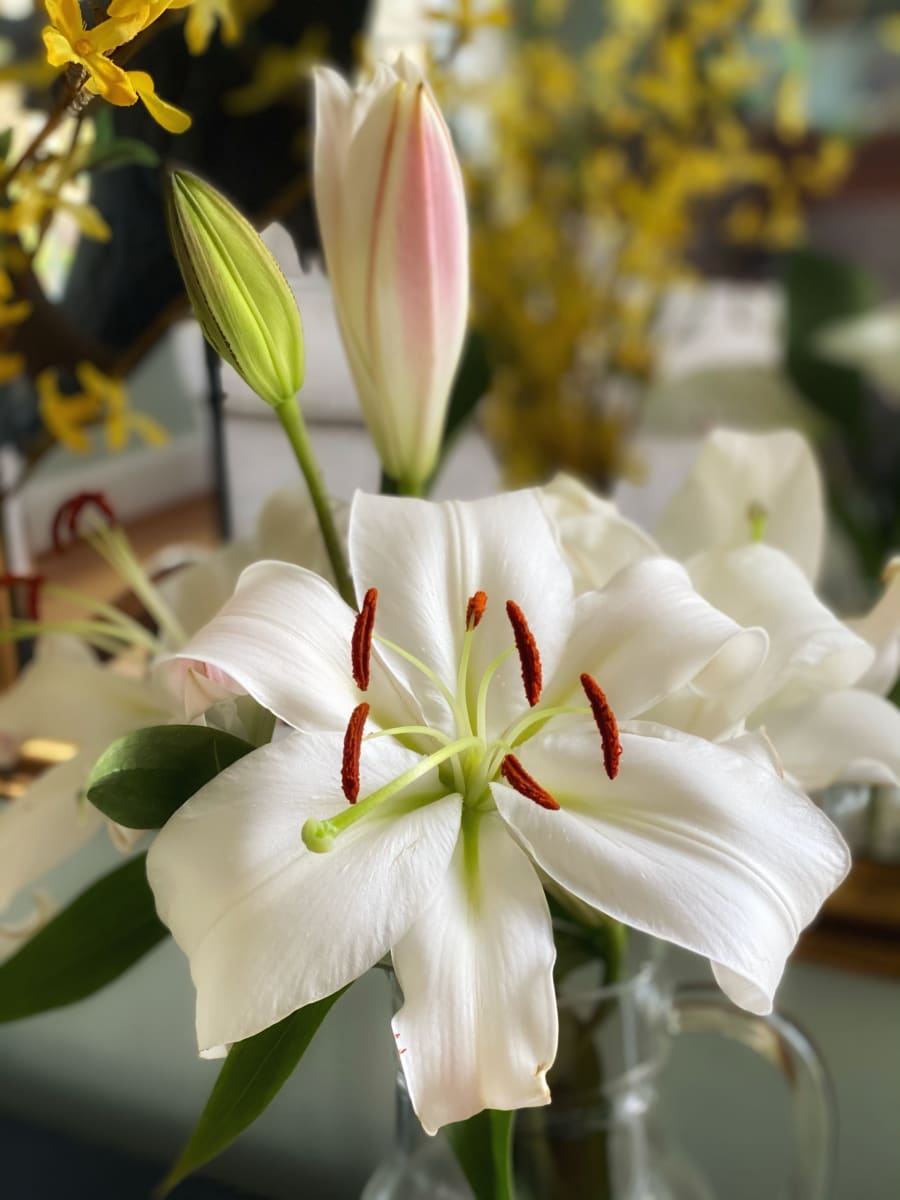 A Thing of Beauty by Lisa Sieg 