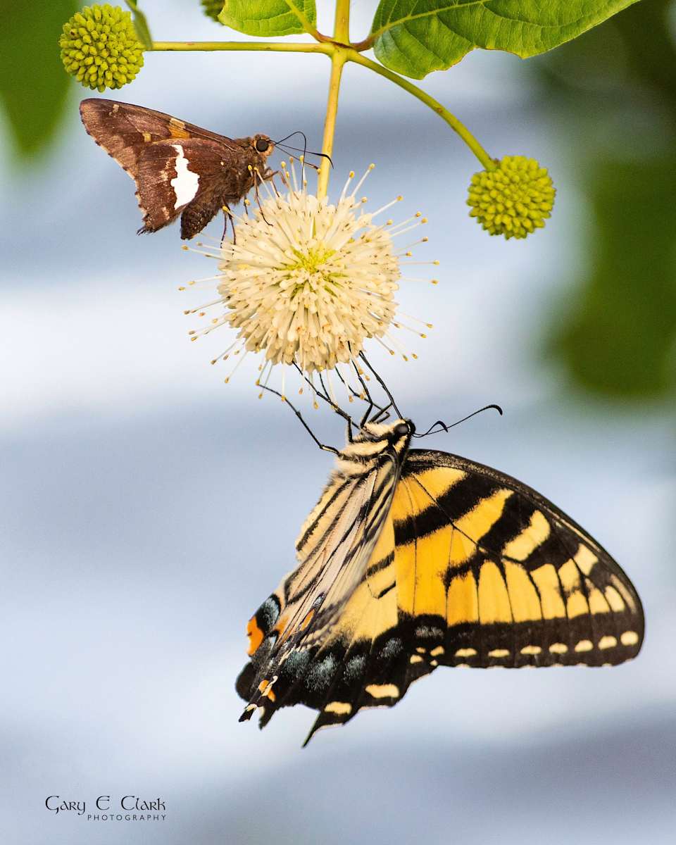 Bipolar Feeding by Gary Clark, Image 1.