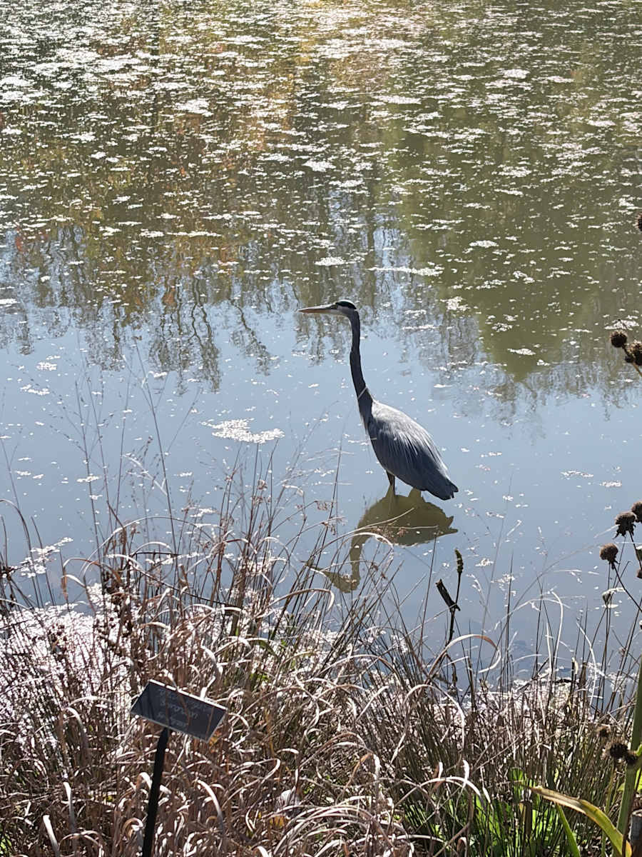 Brookside Garden's Blue Heron by Melanie Greenfield 