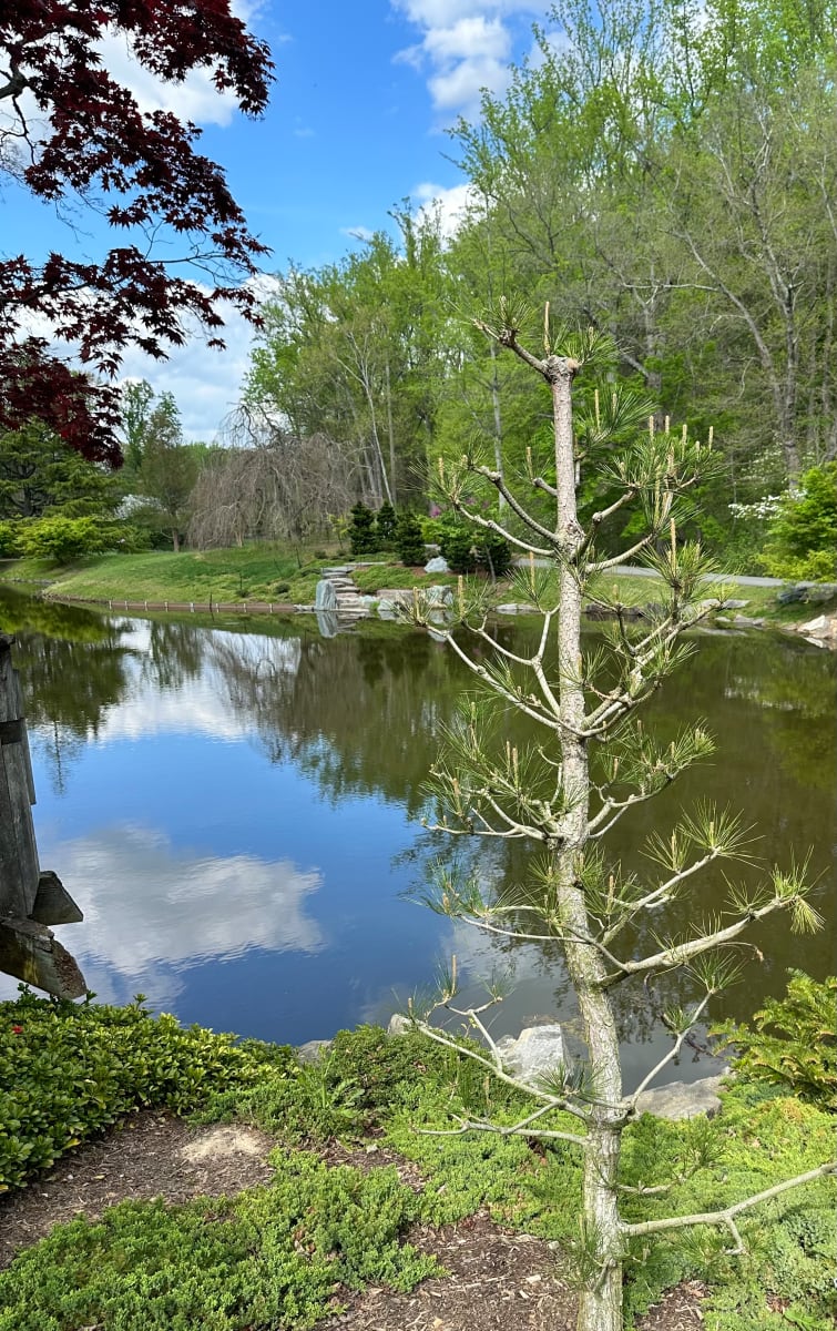 Brookside Gardens by Melanie Greenfield 