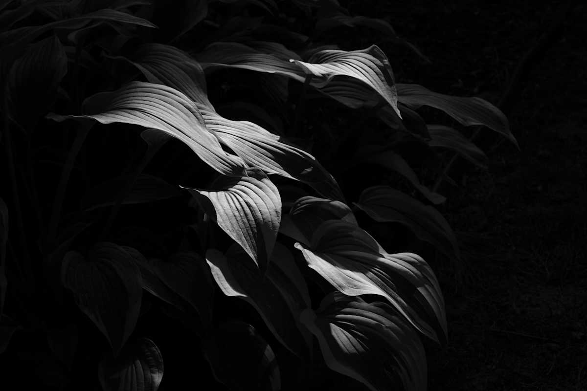 Sunset Light by Daniel Bell 