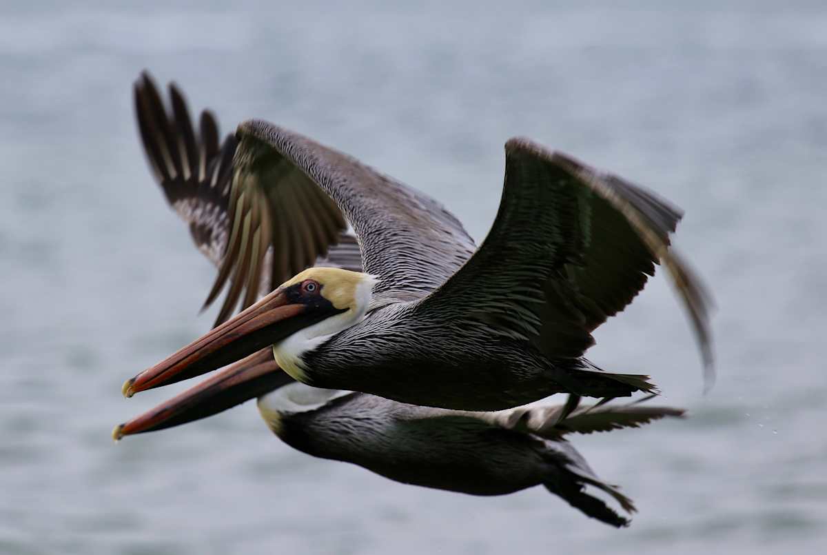 Flight! by Freddi Weiner 