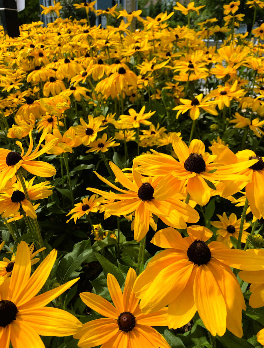 July is Calling by Suzan Pitman 