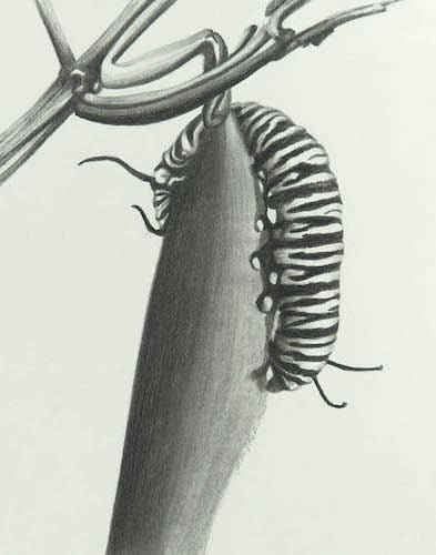 Monarch Caterpillar by Katherine Nelson 