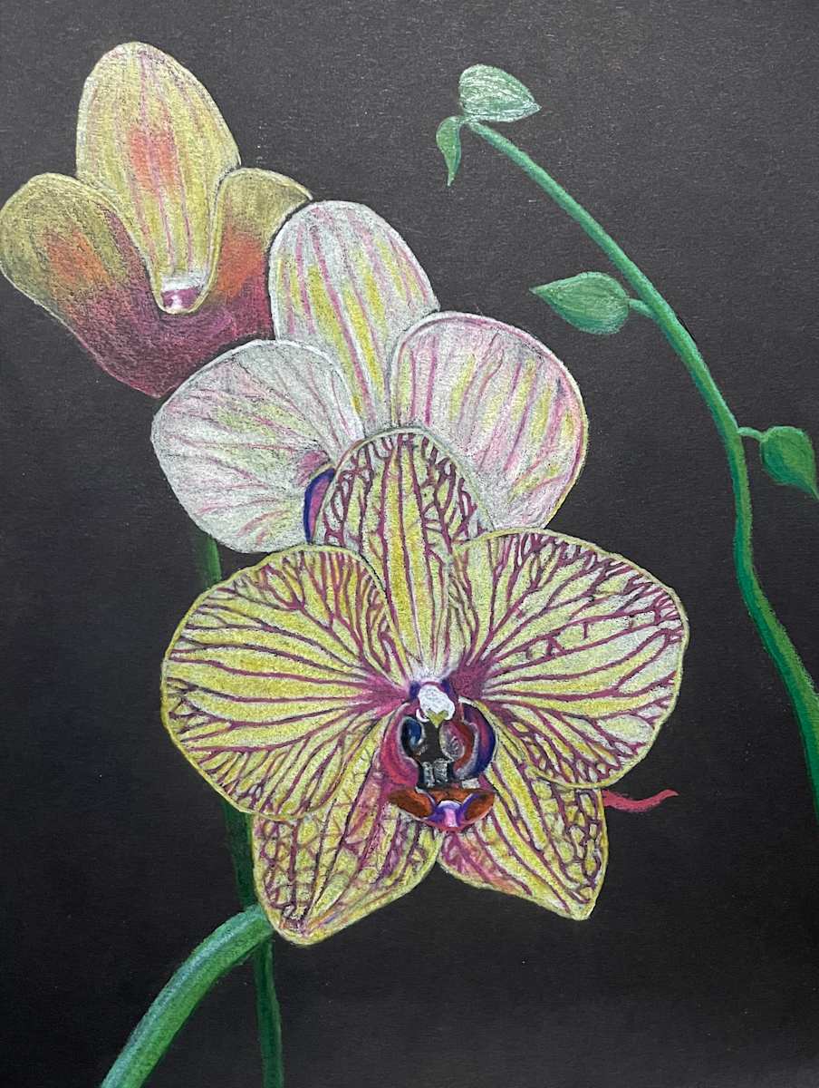 Orchids by Stephen Shaw 