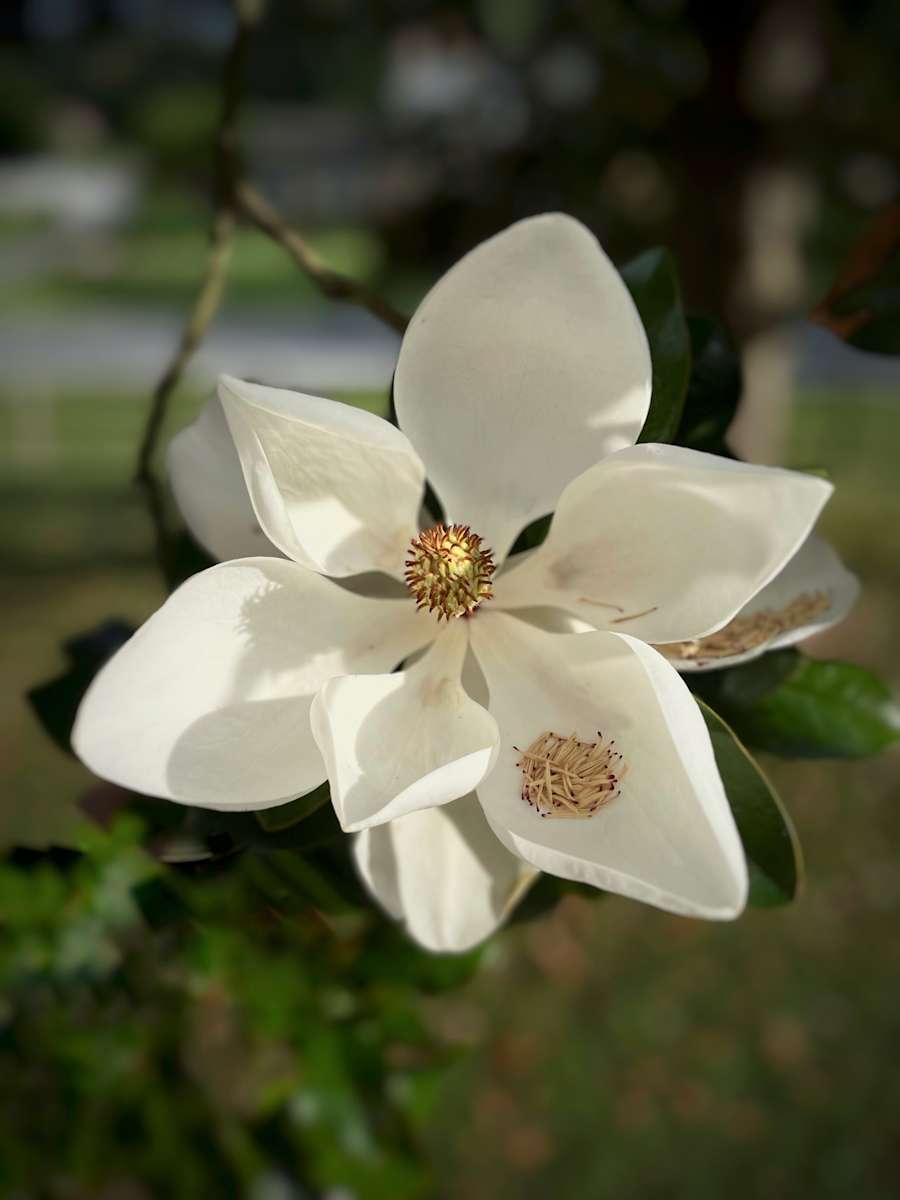 Magnolia Bloom by Paul Buehler 