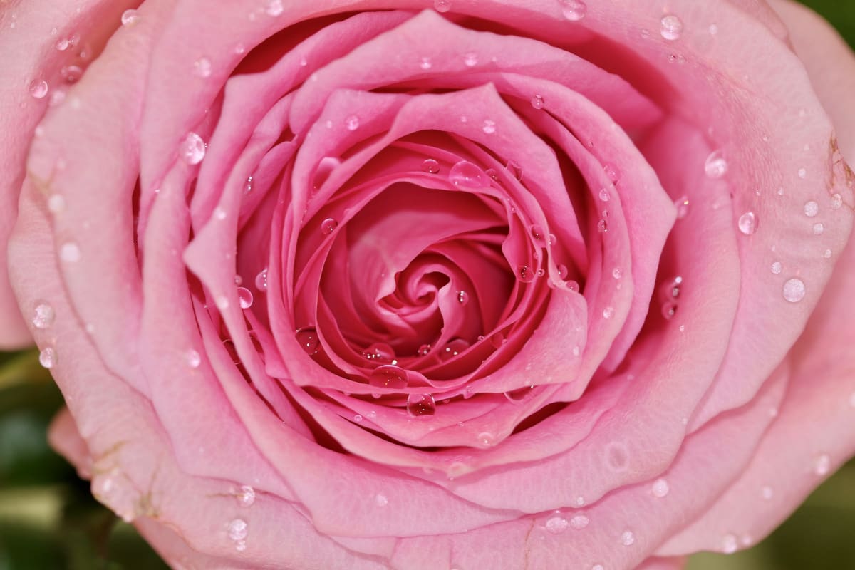 Rose with Spring Showers Droplets by Freddi Weiner 