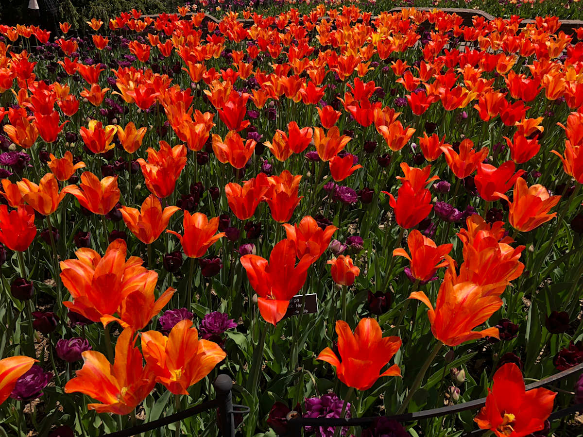 Springtime Tulips by Melanie Greenfield 