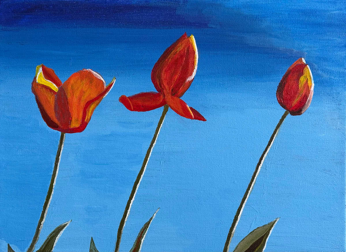 Tulips by Stephen Shaw 
