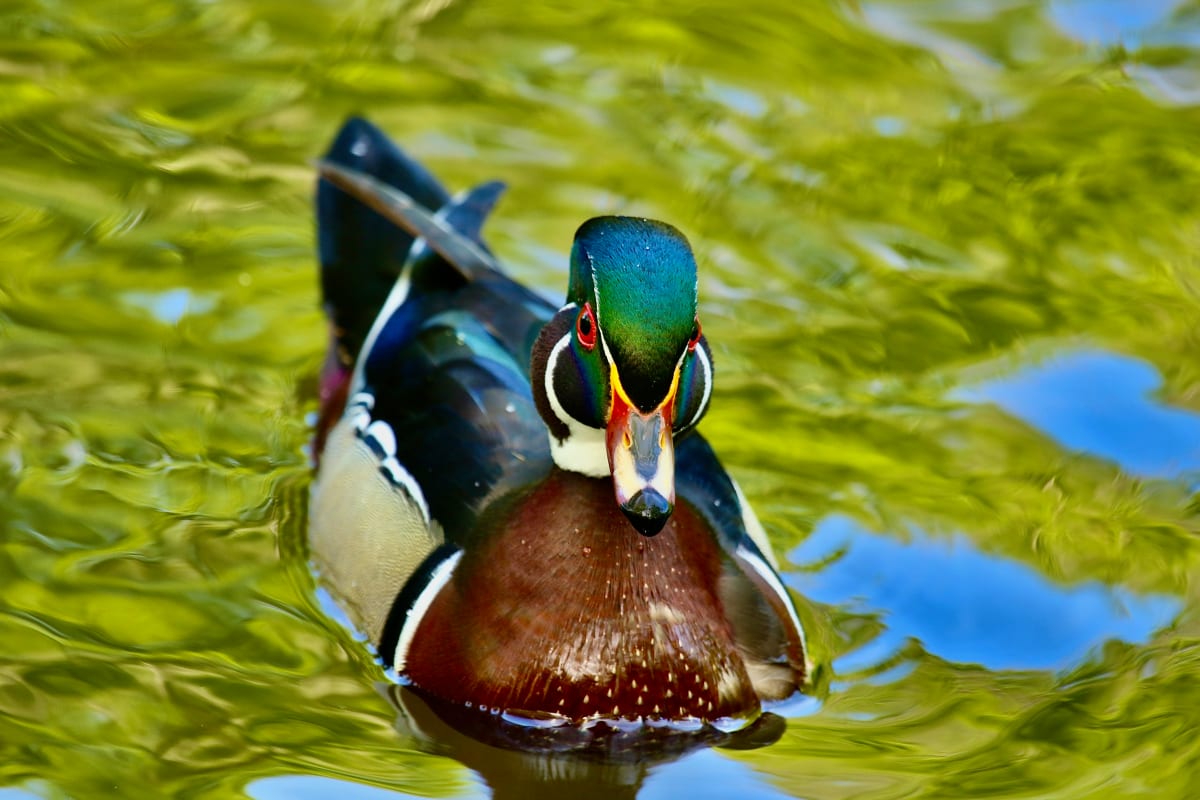 Woodduck in the Water by Freddi Weiner 