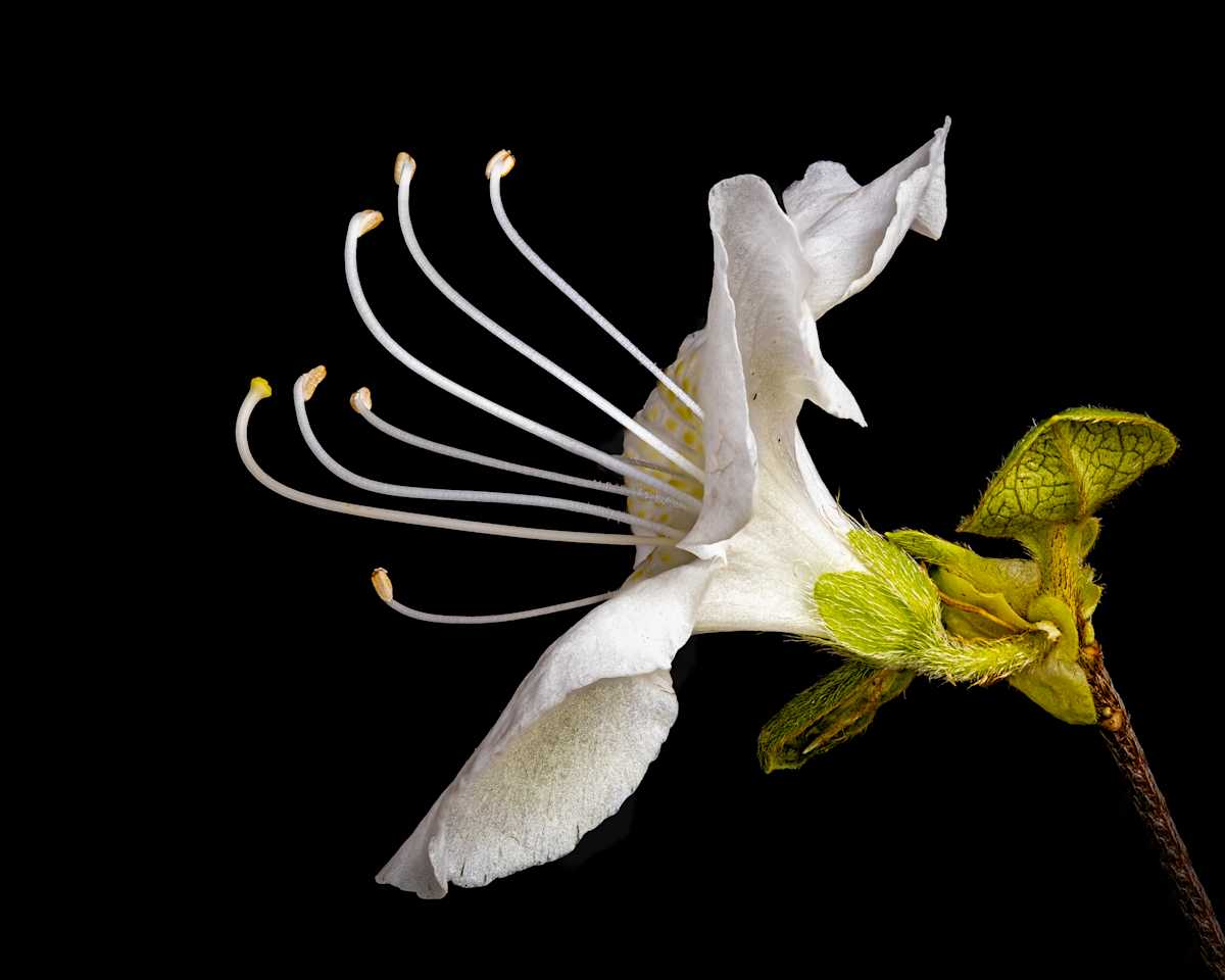 Azalea Flower by Chris Kern 