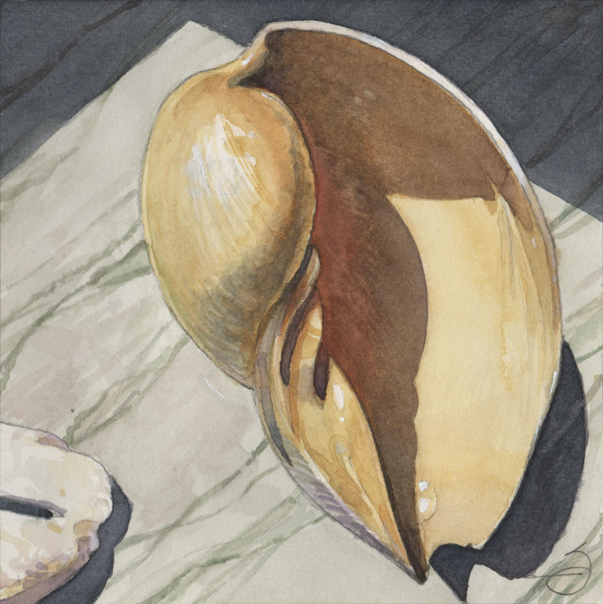 Cymbium Glans by Baron Wilson, Image 1.
