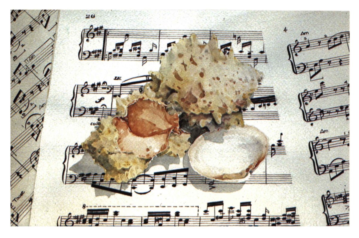 Sea Shells & Sheet Music by Baron Wilson 