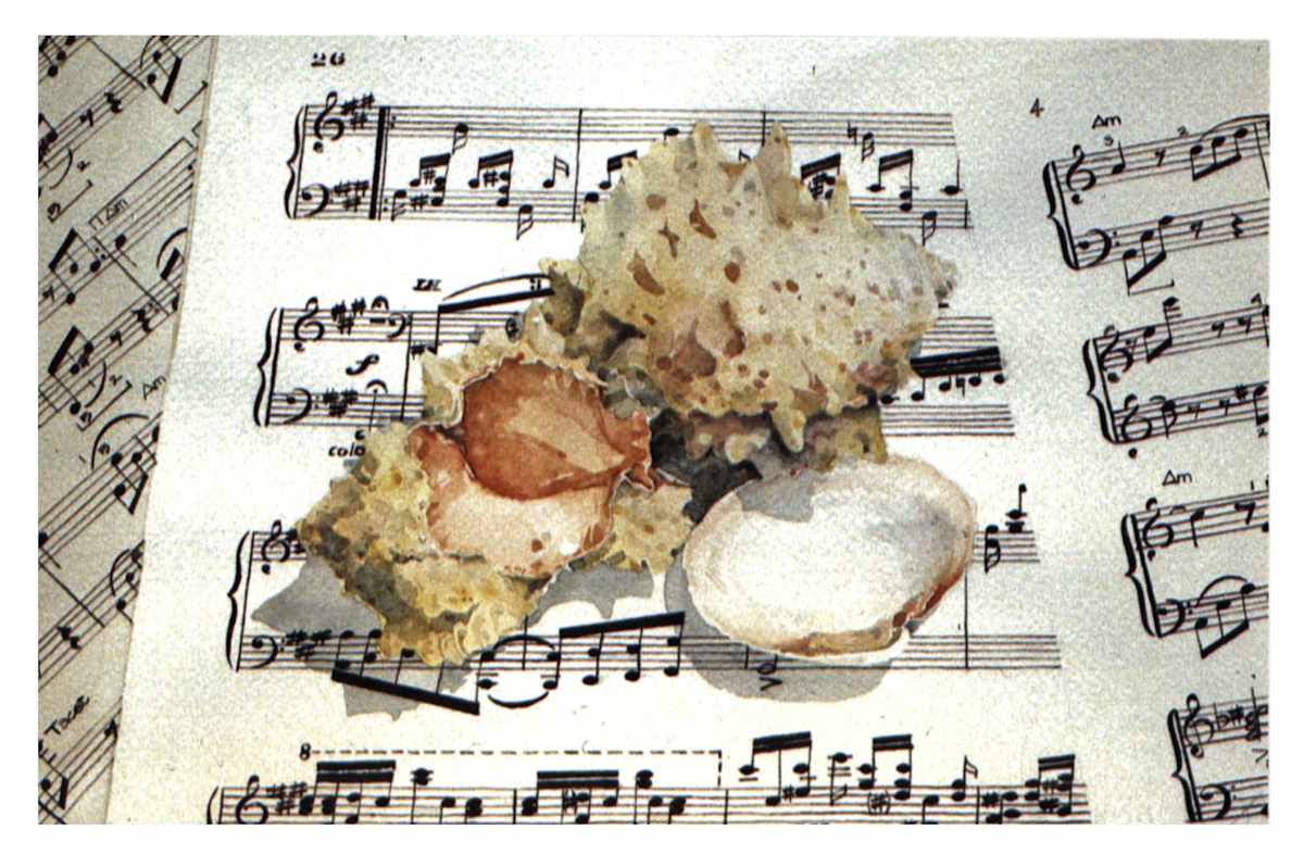 Sea Shells & Sheet Music by Baron Wilson, Image 1.