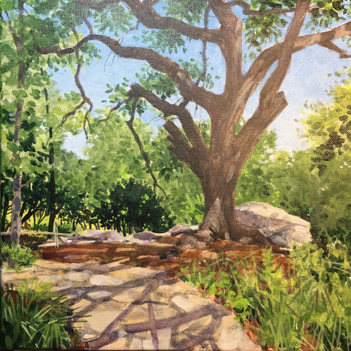 Hilltop Tree - Zilker Botanical Garden by Baron Wilson 
